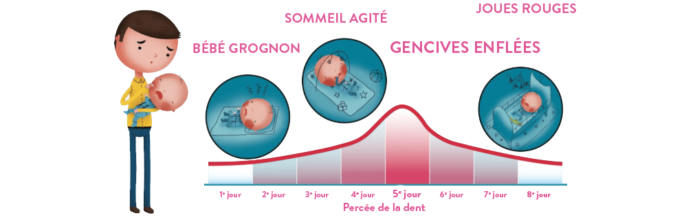 Chronologie pousées dentaire