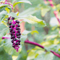 Phytolacca decandra